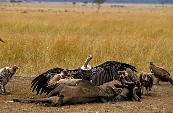 Ruppell 'in Akbabası, Gyps Ruppelli, Bir Ölüm Grubu, Kenya' daki Masai Mara Parkı.  
