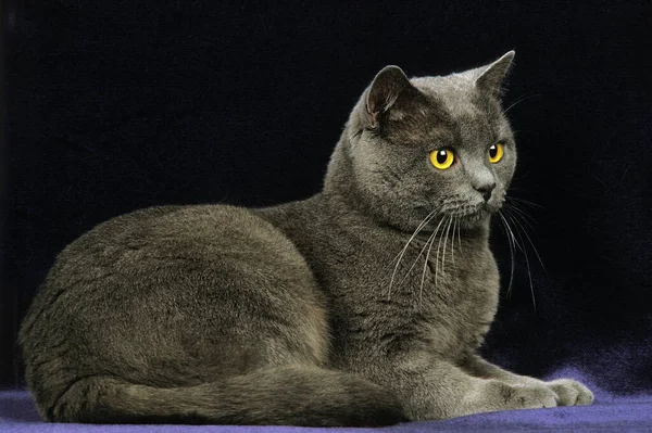 Chartreux家猫 黑色背景下的成年猫 — 图库照片