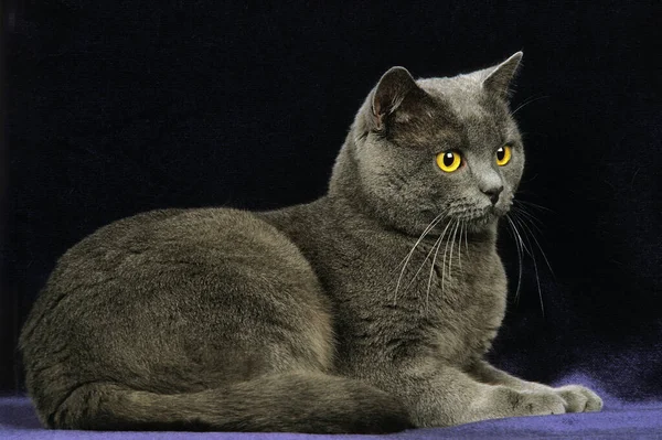 Chartreux Domestic Cat Adult Laying Black Background — Stock Photo, Image