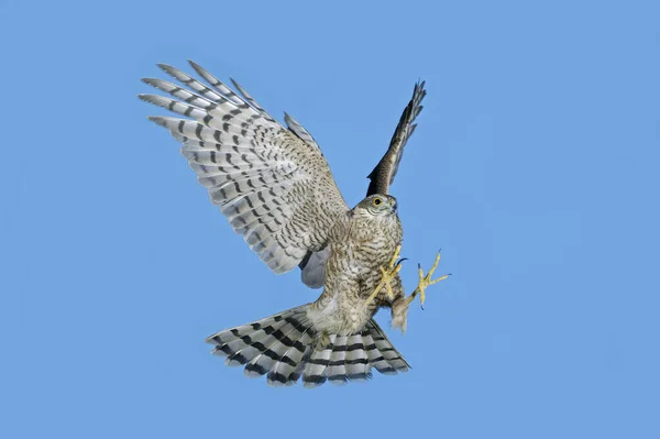 Krogulec Europejski Accipiter Nisus Dorosły Locie Przeciwko Błękitnemu Niebu — Zdjęcie stockowe