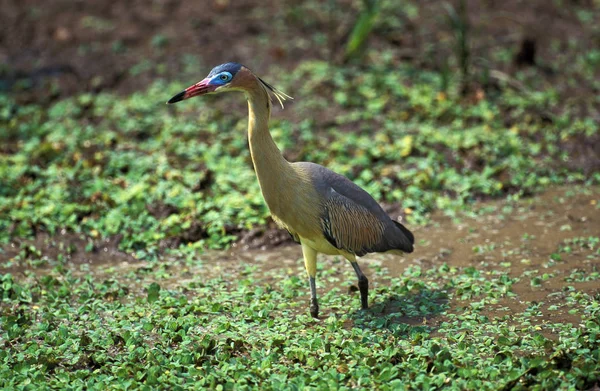 Islık Çalan Balıkçıl Syrigma Sibilatrix Yetişkin Bataklıkta Duruyor Pantanal Brezilya — Stok fotoğraf