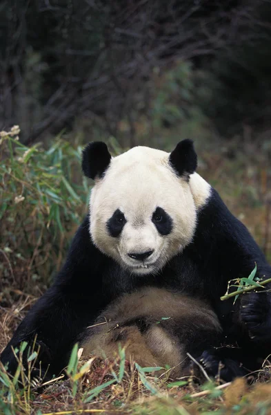 Giant Panda Ailuropoda Melanoleuca Dospělý Sedí Wolong Rezerva Číně — Stock fotografie