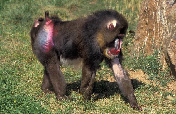 Mandrill Mandrillus Sfenks Erkek Otların Üzerinde Duruyor — Stok fotoğraf