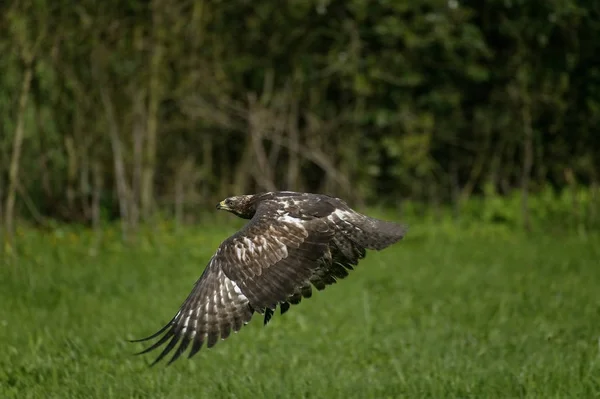 Zumbido Común Buteo Buteo Adulto Vuelo Normandía — Foto de Stock