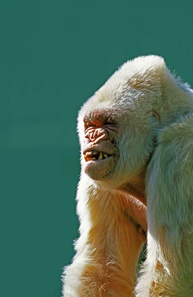 白いゴリラ ゴリラ スノーフレークと呼ばれる男性またはコピト ナイブ バルセロナ動物園 — ストック写真