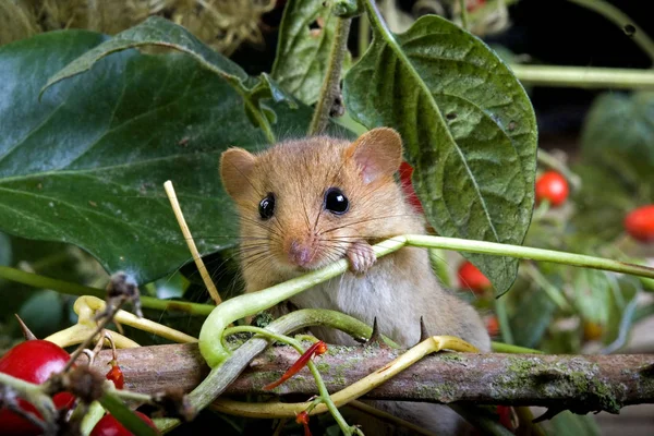 Vanlig Dormouse Muscardinus Avellanarius Vuxen Stående Grenen Med Bär Normandie — Stockfoto