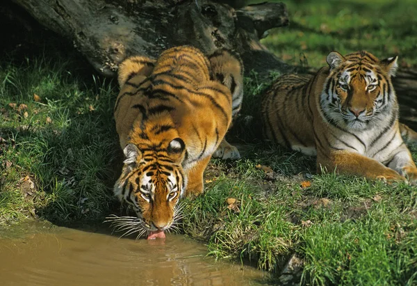 Siberische Tijger Panthera Tigris Altaica Drinkwater Voor Volwassenen — Stockfoto