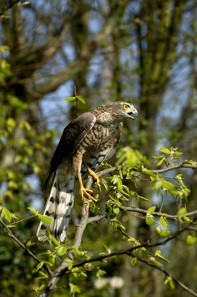 European Sparrowhawk Accipiter Nisus Adult Standing Branch Normandy — 스톡 사진