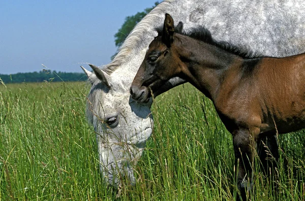 Lusitano Horse Mare Foal Standing Meadow — стокове фото