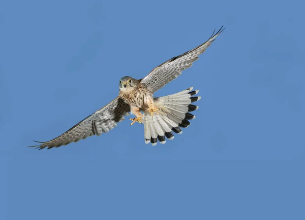 European Sparrowhawk Accipiter Nisus Adult Flight Blue Sky Normandy — стокове фото