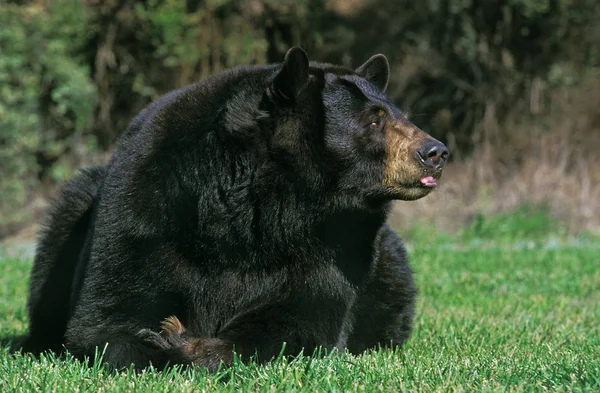 Oso Negro Americano Ursus Americanus Colocación Adultos Hierba — Foto de Stock