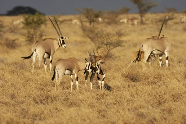 Beisa Oryx Oryx Beisa Herd Savannah Ban Masai Mara Park — Stock Fotó