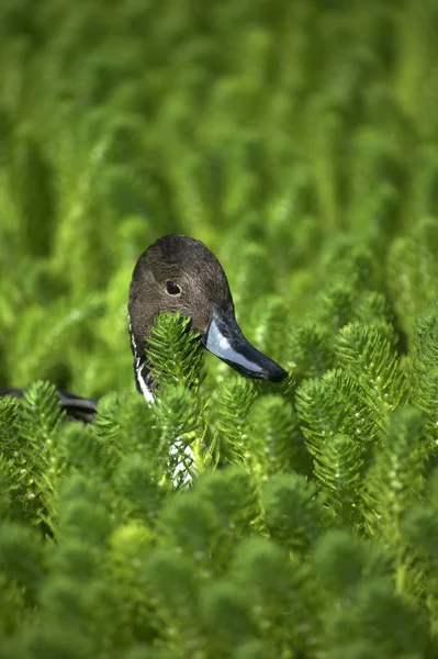 Northern Pintail Anas Acuta Adult Head Emerging Plants Pond Normandy — Stock Photo, Image