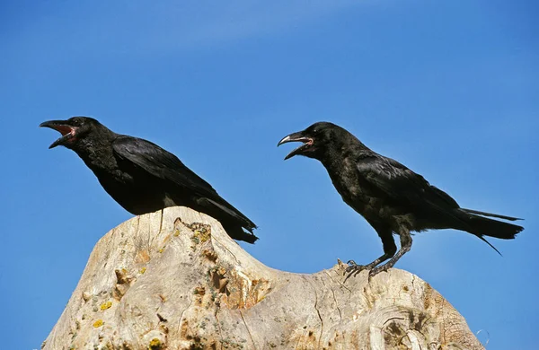 Kruk Zwyczajny Corvus Corax Dorośli Dzwoniący Cawing — Zdjęcie stockowe