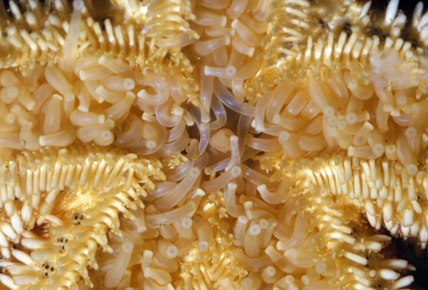Common Starfish Asterias Rubens Close Mouth — Stock Photo, Image