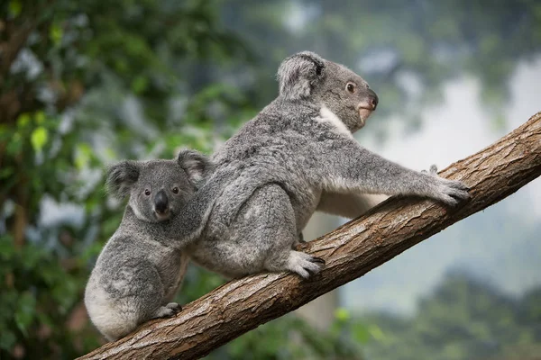 Koala Phascolarctos Cinereus Γυναίκα Που Μεταφέρει Yound Στην Πλάτη Της — Φωτογραφία Αρχείου