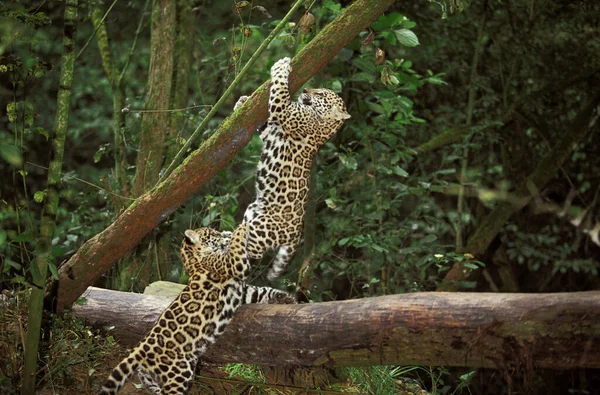 Jaguar Panthera Onca Cub Játszik Branch — Stock Fotó