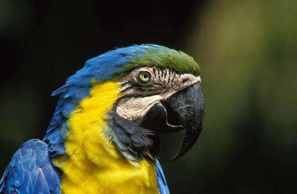 Blue Yellow Macaw Ara Ararauna Portrait Adult — 스톡 사진