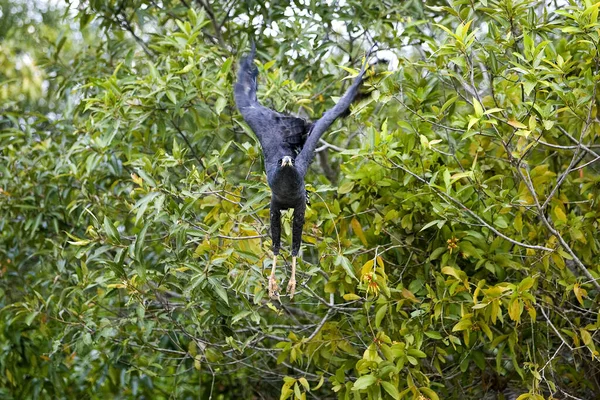 Gran Halcón Negro Buteogallus Urubitinga Adulto Vuelo Despegando Árboles Los —  Fotos de Stock