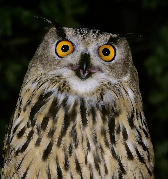 European Eagle Uil Asio Otus Portret Van Een Volwassene — Stockfoto