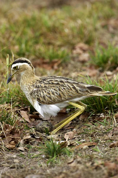 Dwupasmowy Gruby Kolano Burhinus Bistriatus Dorosły Stojący Gnieździe Jajkiem Los — Zdjęcie stockowe