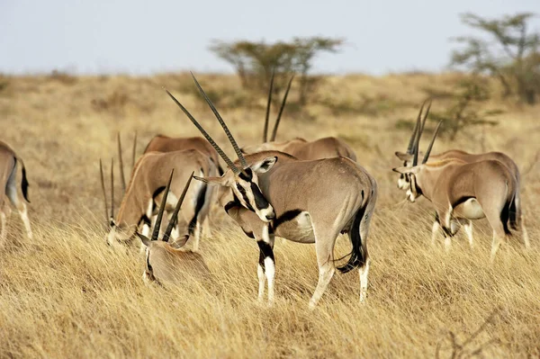 Beisa Oryx Oryx Beisa Herd Savannah Masai Mara Park Kenya — Stok fotoğraf