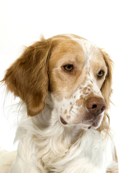 French Spaniel Cinnamon Color Portrait Male White Background — 스톡 사진