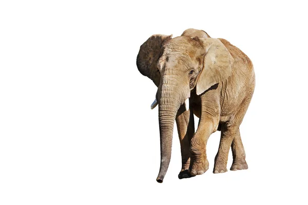 Éléphant Afrique Loxodonta Africana Adulte Sur Fond Blanc — Photo