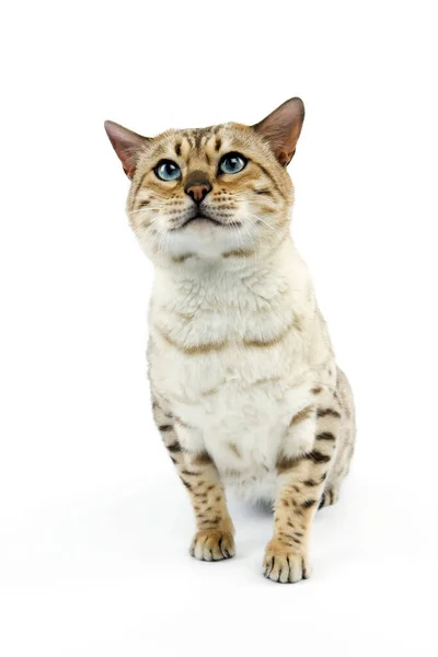 Seal Mink Tabby Bengala Doméstico Gato Masculino Com Olhos Azuis — Fotografia de Stock
