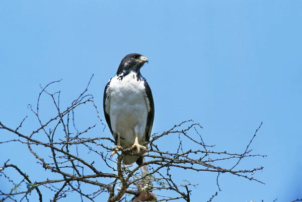 Augur Buzzard Buteo Augur Adult Standing Branch Blue Sky Namibia — 스톡 사진
