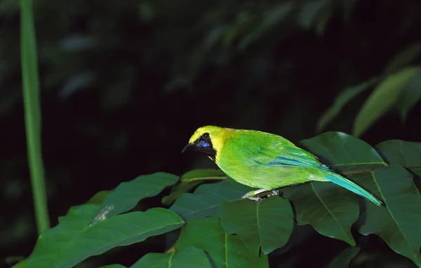 Golden Fronted Leafbird Chloropsis Aurifrons Adult Standing Branch — Stock Photo, Image