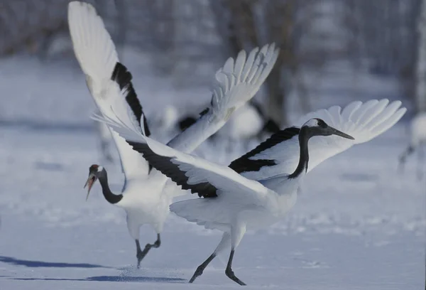 Japanese Crane Grus Japonensis Pair Courtship Display Hokkaido Island Japan — Stock Photo, Image