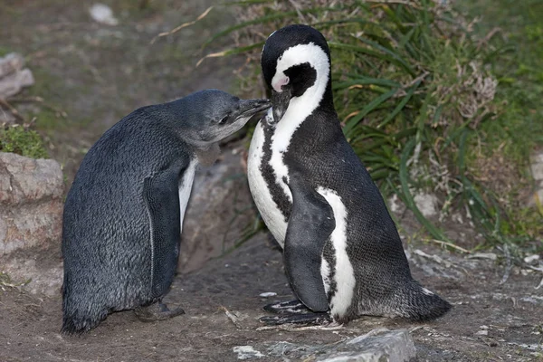 Pinguim Jackass Pinguim Africano Spheniscus Demersus Adulto Com Imaturo Baía — Fotografia de Stock