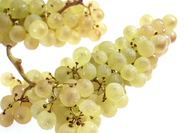 Chasselas White Grape Vitis Vinifera Fruta Contra Fundo Branco — Fotografia de Stock