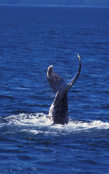 Humpack Whale Megaptera Novaeangliae Cola Superficie Alaska — Foto de Stock