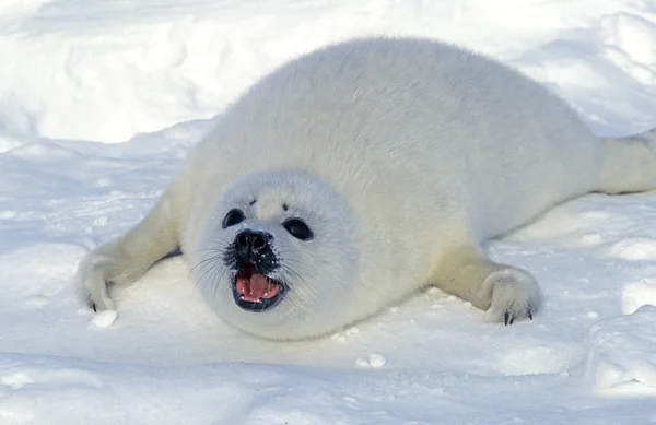 Sello Arpa Pagophilus Groenlandicus Pup Lay Ice Floe Llamando Madre — Foto de Stock