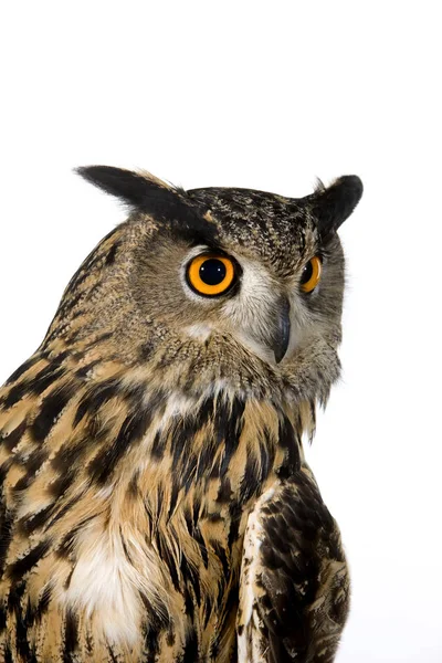 European Eagle Owl Asio Otus Adult — стокове фото