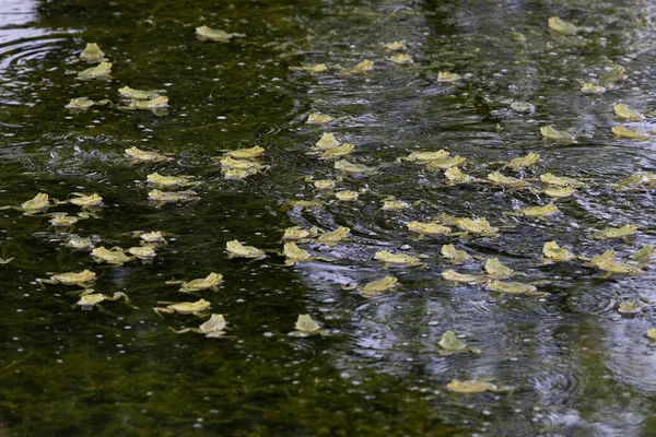 Sapo Comestível Sapo Verde Rana Esculenta Grupo Lagoa Normandia — Fotografia de Stock