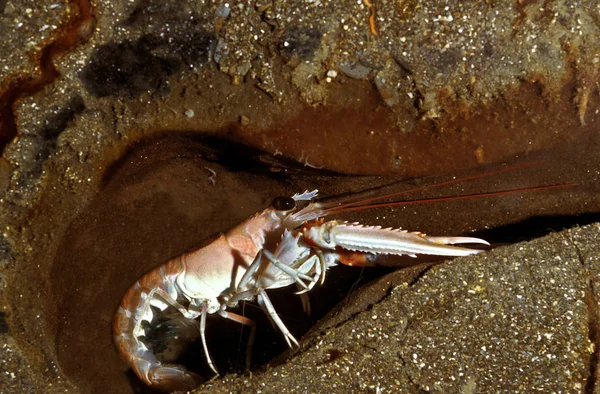 Norway Lobster Nephrops Norvegicus Adult Standing Its Gallery — Stock Photo, Image