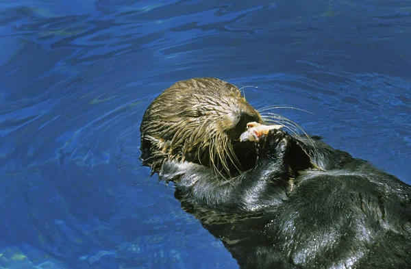 Lontra Mar Enhydra Lutris Adulto Nas Costas Comer Peixe — Fotografia de Stock