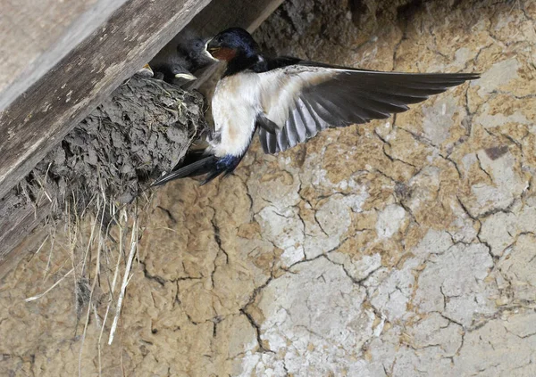 Golondrina Granero Hirundo Rustica Adulto Vuelo Polluelos Nido Normandía — Foto de Stock