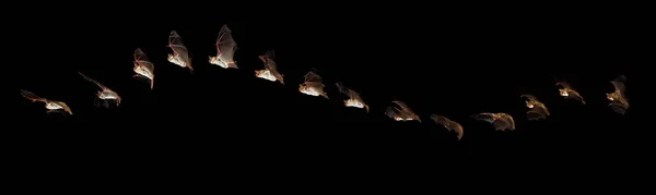 Mysz Eared Bat Myotis Myotis Dorosły Locie Czarnym Tle — Zdjęcie stockowe