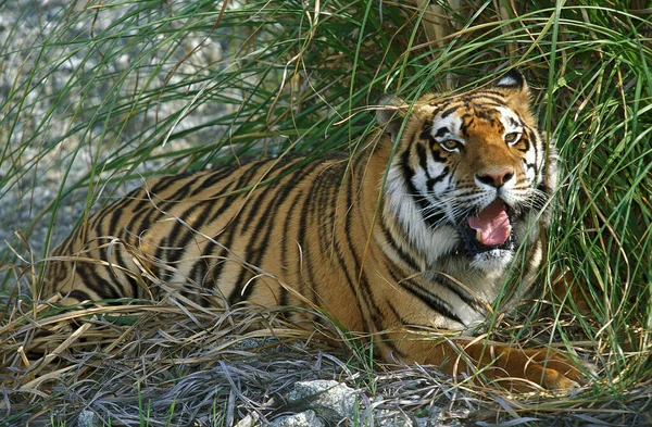 Сибірський Тигр Panthera Tigris Altaica Adult — стокове фото