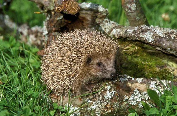 Porcospino Europeo Erinaceus Europaeus Adulto Normandia — Foto Stock