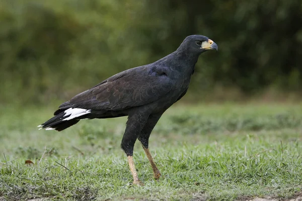 Großer Schwarzfalke Buteogallus Urubitinga Erwachsener Auf Gras Stehend Los Lianos — Stockfoto