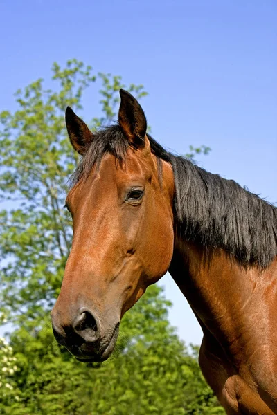 Francia Trotter Horse Portré Mare Normandia — Stock Fotó