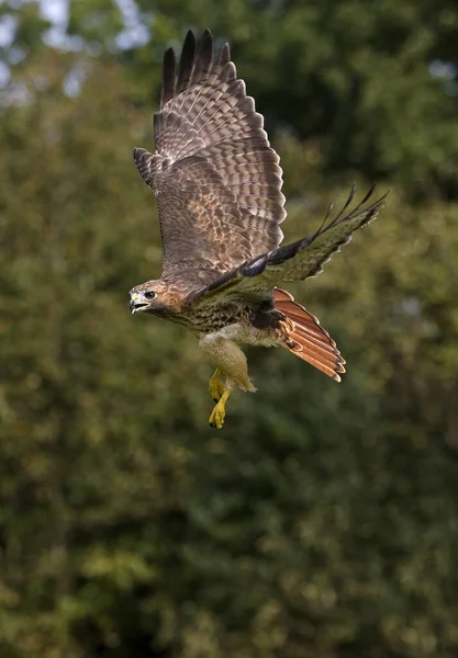 Falcão Cauda Vermelha Buteo Jamaicensis Adulto Voo — Fotografia de Stock