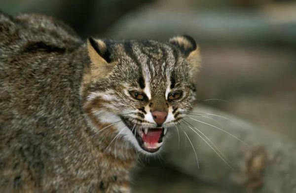 Gato Leopardo Amur Gato Leopardo Siberiano Prionailurus Bengalensis Euptilura Retrato —  Fotos de Stock