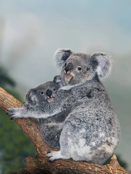 Koala Phascolarctos Cinereus Женщина Молодым Стоит Ветке — стоковое фото