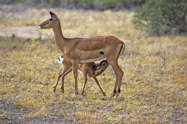 Impala Aepyceros Melampus Mujer Con Lactancia Joven Masai Mara Park —  Fotos de Stock
